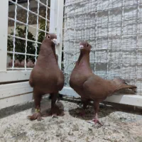 جفت گلی