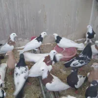 کبوتر نقش