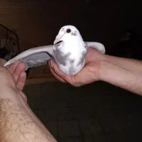 کبوتر پشت گراف جوانه