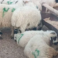 گوسفند زنده محلی