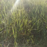 کودکبوتر