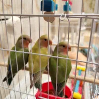 فروش طوطی برزیلی جوجه دستی