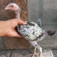 جوجه  لاری
