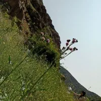 نظافت ساختمان مغازه و باغ ویلا