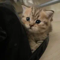 گربه بریتیش بامزه