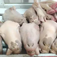 کله پاچه گوسفند