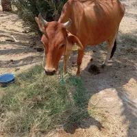 خریدار واقعی زنگ بزنه