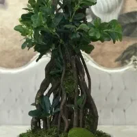 درختچه مصنوعی نو بونسا