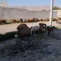 گوسفند