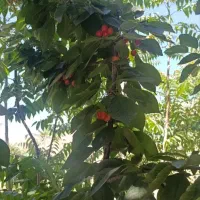 اجاره سالانه ویلایی در باغچه با درختان میوه