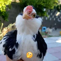 حراج فوری مرغ و خروس محلی