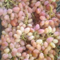انگور