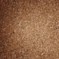 گندم