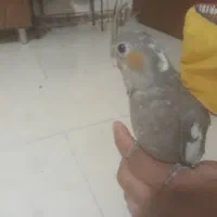 جوجه عروس هلندی