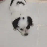 سگ پاکوتاه
