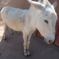 الاغ نر اخته وقوی