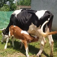 گاو مونت با گوساله ماده سیمینتال
