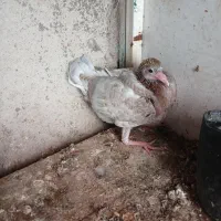 جوجه برای دستی کردن