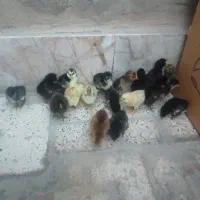 جوجه گلین 20عدد پنگوئنی. سفید مشکی و قهوه ای