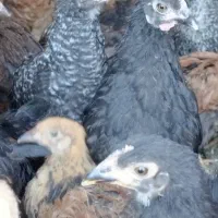 جوجه مرغ تخمگذار اصلاح نژاد گلپایگانی