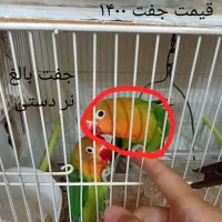 کوتوله برزیلی