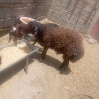 قوچ چاق و چله