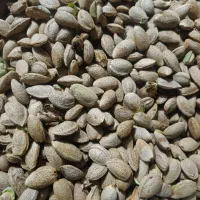 بادام|خوردنی و آشامیدنی|خمین, |دیوار
