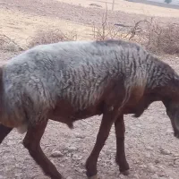 فروش یک راس قوچ چینی