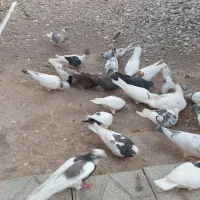 کبوتر