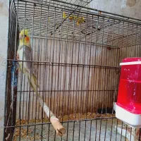 نر یکسالو نیمه سخنگو