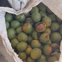 گردو مغز پرسفید .تروتازه باپوست