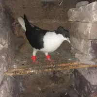 کبوتر|پرنده|کلاله, |دیوار