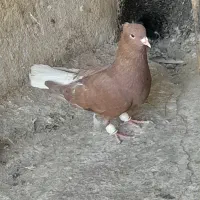 سرخ‌دم‌سفید