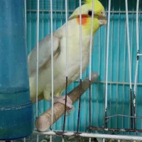 عروس هلندی لوتینو