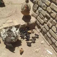 مرغ با جوجه