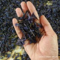 گل گاو زبان اعلا