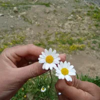 گلب