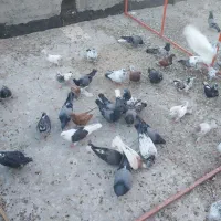 ۷۰تا جوجه پرشی