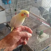 عروس هلندی دستی و سخن گو