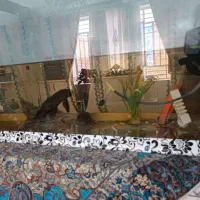 ماهی و آکواریوم