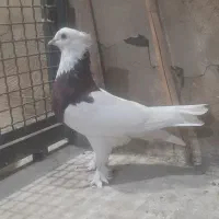 نر طوقی سرخ