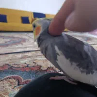 عروس هلندی نر سخنگو