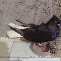 09390163511|سیم‌کارت|اهواز, کوی علوی|دیوار