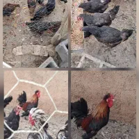 مرغ و خروس و جوجه