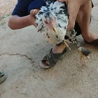 فروش سه عدد باروک 6 ماهه فقط 2تومن