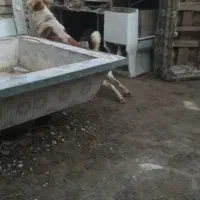 واگذاری سگ نگهبان قروق