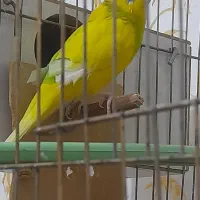 مرغ عشق