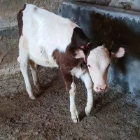 دوتاگوساله ماده فرانسه۹۰میلیون موند۱۰۵میلیون اذرسا