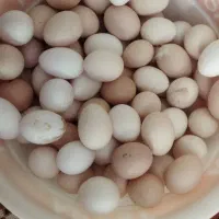 تخم مرغ محلی تازه