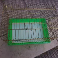 قفس